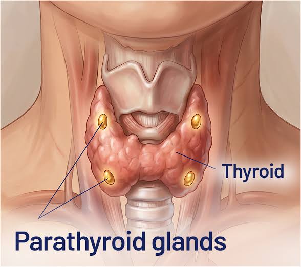 Thyroid and Parathyroid